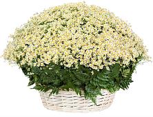Цветочная композиция из Ромашки в корзине #REPLACE_PRED# Аскарово